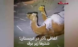 فیلم/ اتفاقی نادر در عربستان؛ شترها زیر برف!