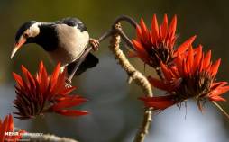 تصاویر منتخب حیات وحش هفته,عکس حیوانات,تصاویری از حیات وحش