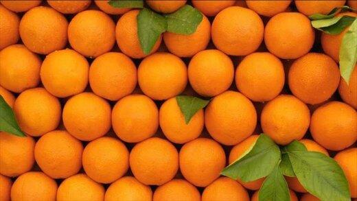قیمت پرتقال در باغ و در مغازه,افزایش قیمت پرتقال