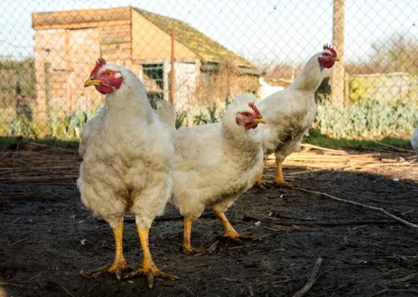 ابتلا به آنفلوانزای مرغی H5N8,آنفولاازی مرغی