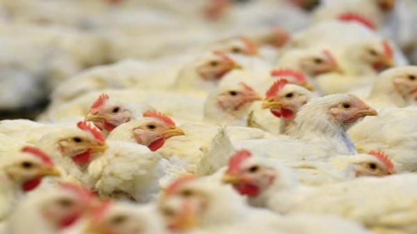 شناسایی نخستین مورد انتقال ویروس آنفولانزای مرغی به انسان در روسیه