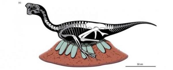 بقایای یک دایناسور و تخم‌های فسیل‌شده,دایناسور