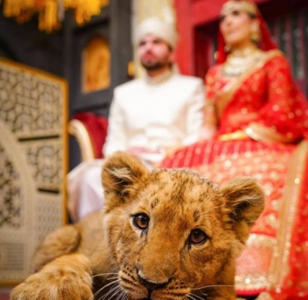 توله شیر زیر بالشی عروس و داماد پاکستانی,عروسی در پاکستان