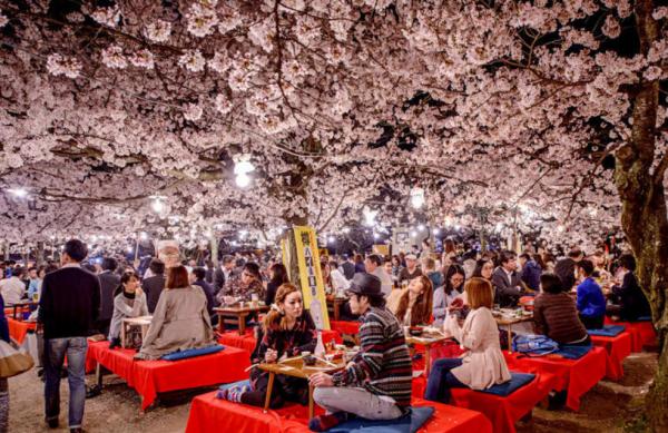آداب جشن تولد شکوفه‌ها در ژاپن,جشن شکوفه ها در ژاپن