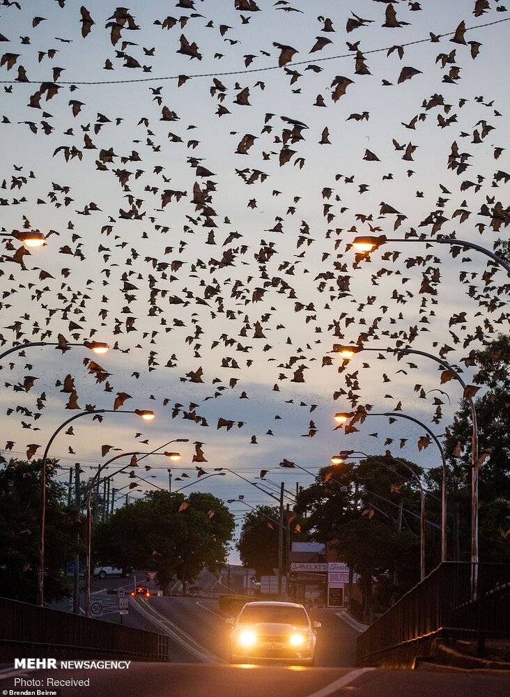 تصاویر هجوم خفاش‌های قرمز به استرالیا,عکس های هجوم خفاش ها به استرالیا,تصاویر خفاش های قرمز در استرالیا