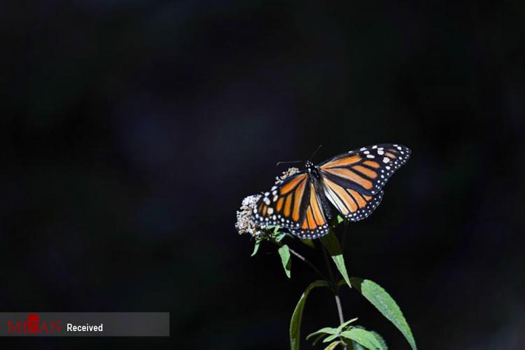 تصاویر شاه پروانه‌های مکزیک,عکس های پروانه ها در مکزیک,تصاویری از پروانه های مکزیک