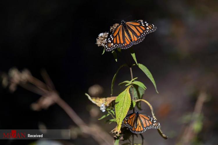 تصاویر شاه پروانه‌های مکزیک,عکس های پروانه ها در مکزیک,تصاویری از پروانه های مکزیک