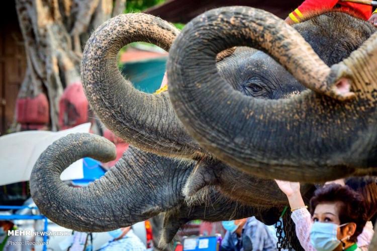 تصاویر روز ملی فیل ها در تایلند,عکس هایی از روز فیل در تایلند,تصاویر روز فیل در کشور تایلند