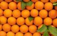 قیمت پرتقال در باغ و در مغازه,افزایش قیمت پرتقال
