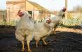 ابتلا به آنفلوانزای مرغی H5N8,آنفولاازی مرغی