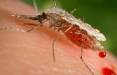ردیابی پشه‌های ناقل بیماری با کمک یادگیری ماشینی,پشه
