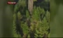فیلم/ بلندترین درخت دنیا در شمال کالیفرنیا