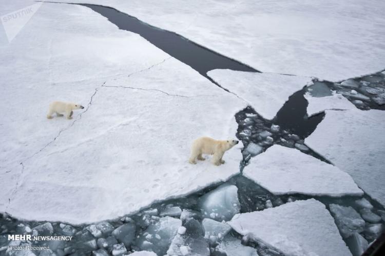 تصاویر روز جهانی خرس‌های سفید قطبی,غکس خرس قطبی,تصاویری از خرس های قطبی