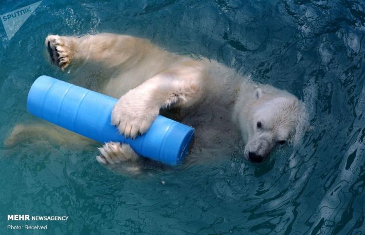 تصاویر روز جهانی خرس‌های سفید قطبی,غکس خرس قطبی,تصاویری از خرس های قطبی