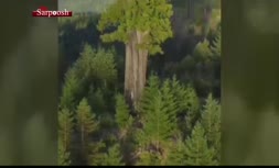 فیلم/ بلندترین درخت دنیا در شمال کالیفرنیا