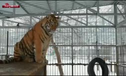 فیلم/ صدای آواز ببر را بشنوید!