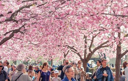 ژاپن,کشور ژاپن,جشن شکوفه های گیلاس در کشور ژاپن
