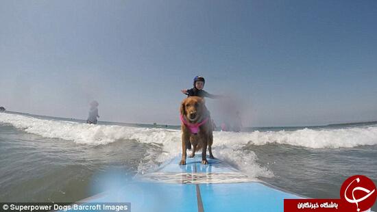 سگ موج سوار