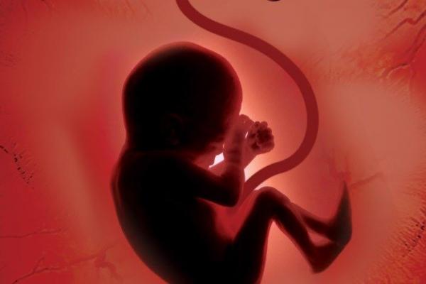 احکام سقط جنین از دیدگاه مراجع تقلید,احکام سقط جنین آیت الله صانعی,احکام سقط جنین
