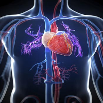 ساختار قلب,حفرات قلب,گردش خون درقلب