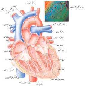 ساختار قلب,حفرات قلب,گردش خون درقلب