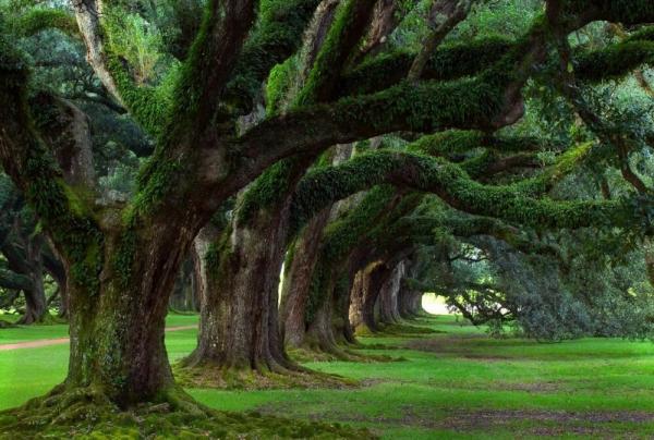 اهمیت درختکاری در اسلام,روز درختکاری چه روزی است,تاریخچه روز درختکاری