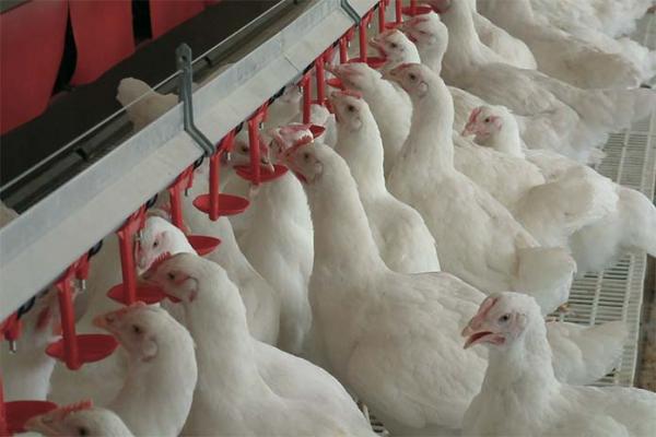 پرورش مرغ گوشتی,پرورش جوجه های مرغ گوشتی,سالن پرورش مرغ گوشتی
