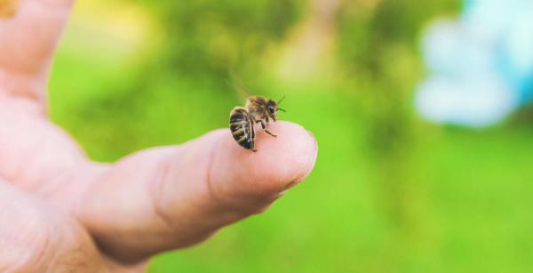درمان نیش زنبور,روش های درمان نیش زنبور