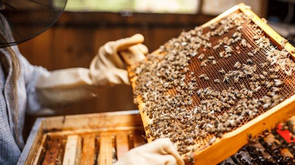 پرورش زنبور عسل,آموزش پرورش زنبور عسل,نحوه پرورش زنبور عسل