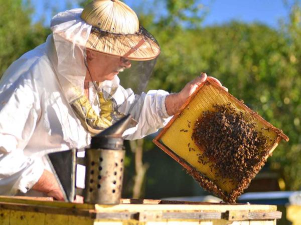 همه چیز درباره ی پرورش زنبور عسل,نحوه پرورش زنبور عسل,تحقیق پرورش زنبور عسل