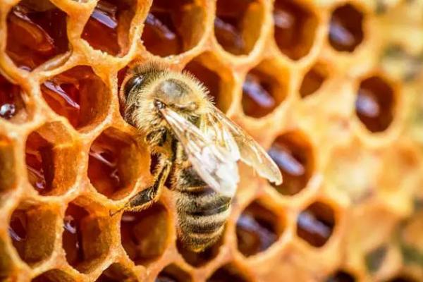 وسایل مورد نیاز پرورش زنبور عسل,آموزش پرورش زنبور عسل,راهنمای پرورش زنبور عسل