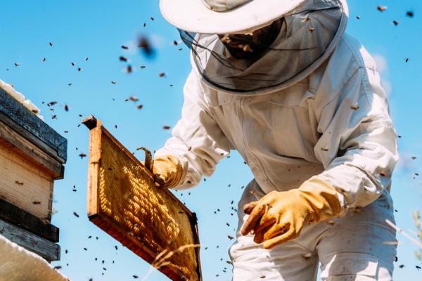 راهنمای پرورش زنبور عسل,پرورش زنبور عسل در ایران,فصل پرورش زنبورها