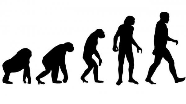 نظریه تکامل داروین,خلاصه نظریه تکامل داروین,نظریه داروین چیست