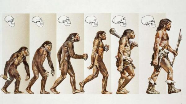 نظریه داروین,نظریه داروین چیست,نظریه داروین تکامل انسان