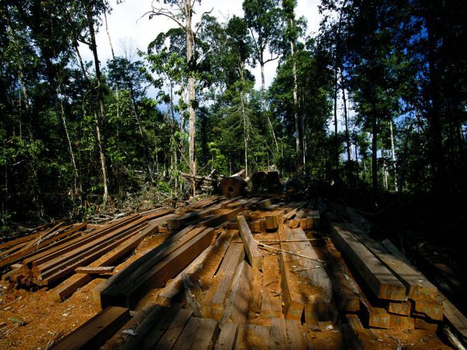 جنگل زدایی,تغییرات آب و هوایی,تاثیرات جنگل زدایی