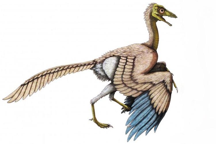دایناسورها,پرندگان تکامل یافته,تکامل پرندگان و دایناسورها