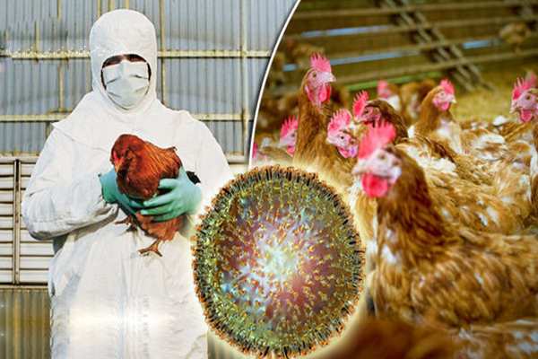 آنفلوانزای پرندگان,انتقال ويروس آنفلوآنزا به انسان,آنفلوانزای فوق حاد پرندگان