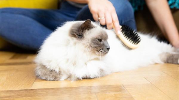نگهداری گربه,تربیت گربه ها,ریزش موی گربه