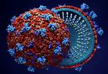 ویروس کرونا,هپاران سولفات,استفاده کرونا از هپاران سولفات برای ورود به سلول