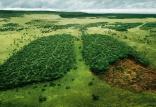 جنگل زدایی,تغییرات آب و هوایی,تاثیرات جنگل زدایی