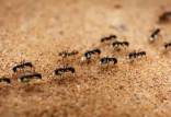 از بین بردن مورچه,از بین بردن مورچه در خانه,برای از بین بردن مورچه