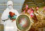 آنفلوانزای پرندگان,انتقال ويروس آنفلوآنزا به انسان,آنفلوانزای فوق حاد پرندگان