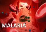 مالاریا,پشه مالاریا,بیماری مالاریا