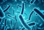 فواید میکروب برای انسان،نقش میکروب در سلامت بدن،سلامت انسان با وجود میکروب در بدن
