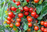 کاشت گوجه فرنگی,کاشت گوجه فرنگی در گلخانه,روشهای کاشت گوجه فرنگی
