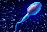 اسپرم,اسپرم مردان,راههای افزایش اسپرم