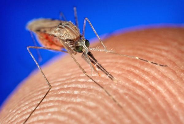 عکس پشه مالاریا,عامل بیماری مالاریا,راههای انتقال مالاریا
