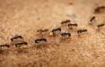 از بین بردن مورچه,از بین بردن مورچه در خانه,برای از بین بردن مورچه