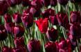 10 حقیقت جالب درباره گل ها که نمی دانستید 