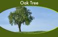 اطلاعات کامل درباره کاشت درخت بلوط